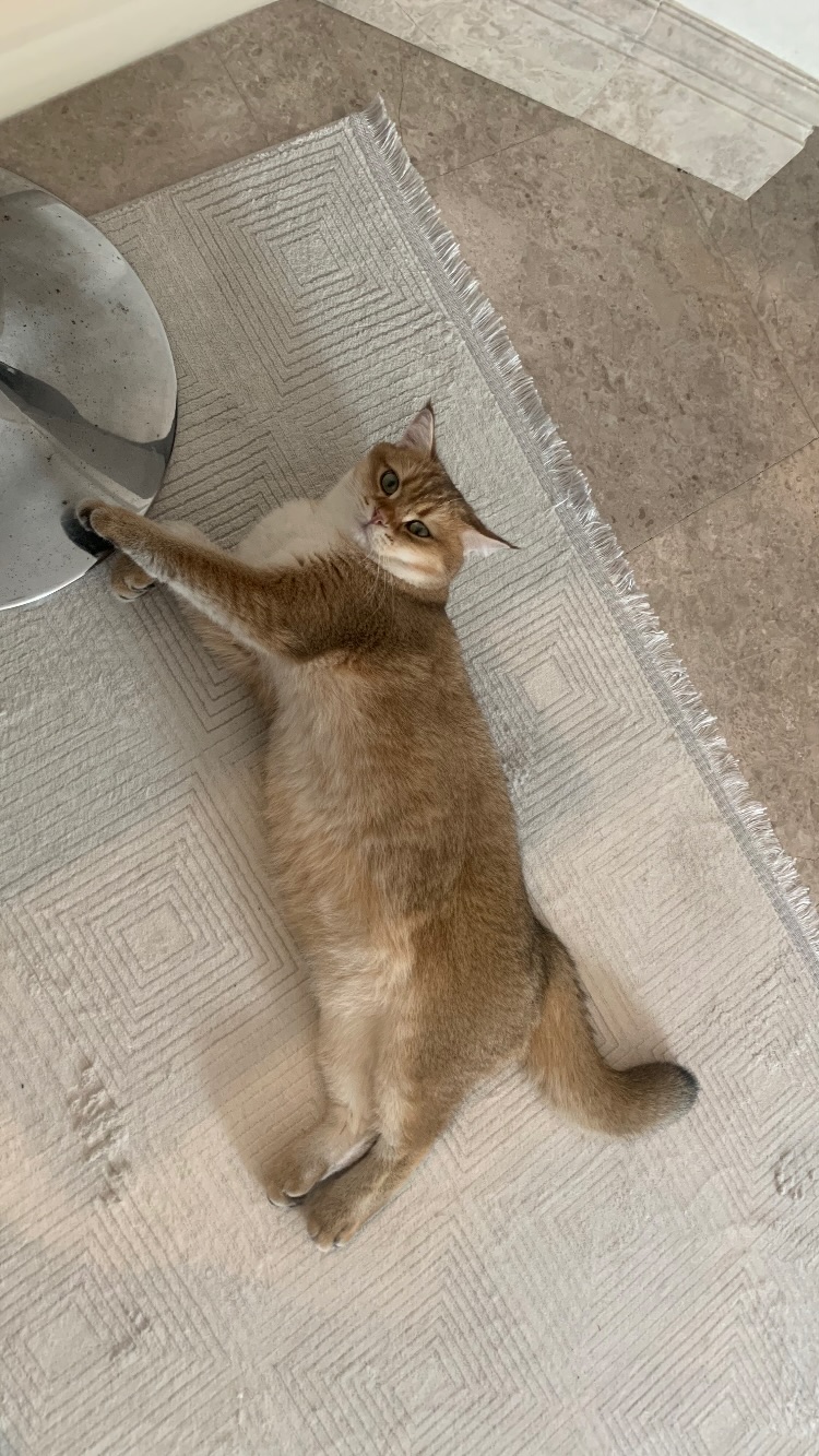 новая фото в сторис @gamidi_stydio 04.12.2025