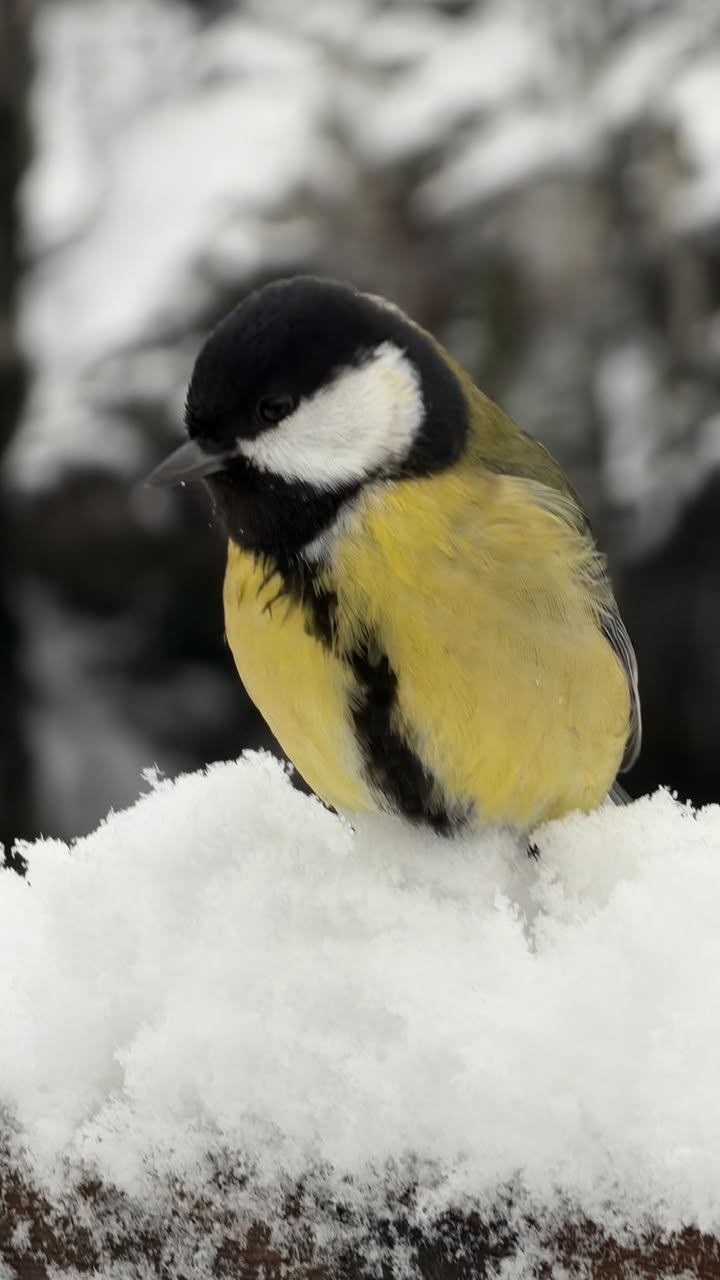 новая фото в сторис @galinasivkova 08.12.2025