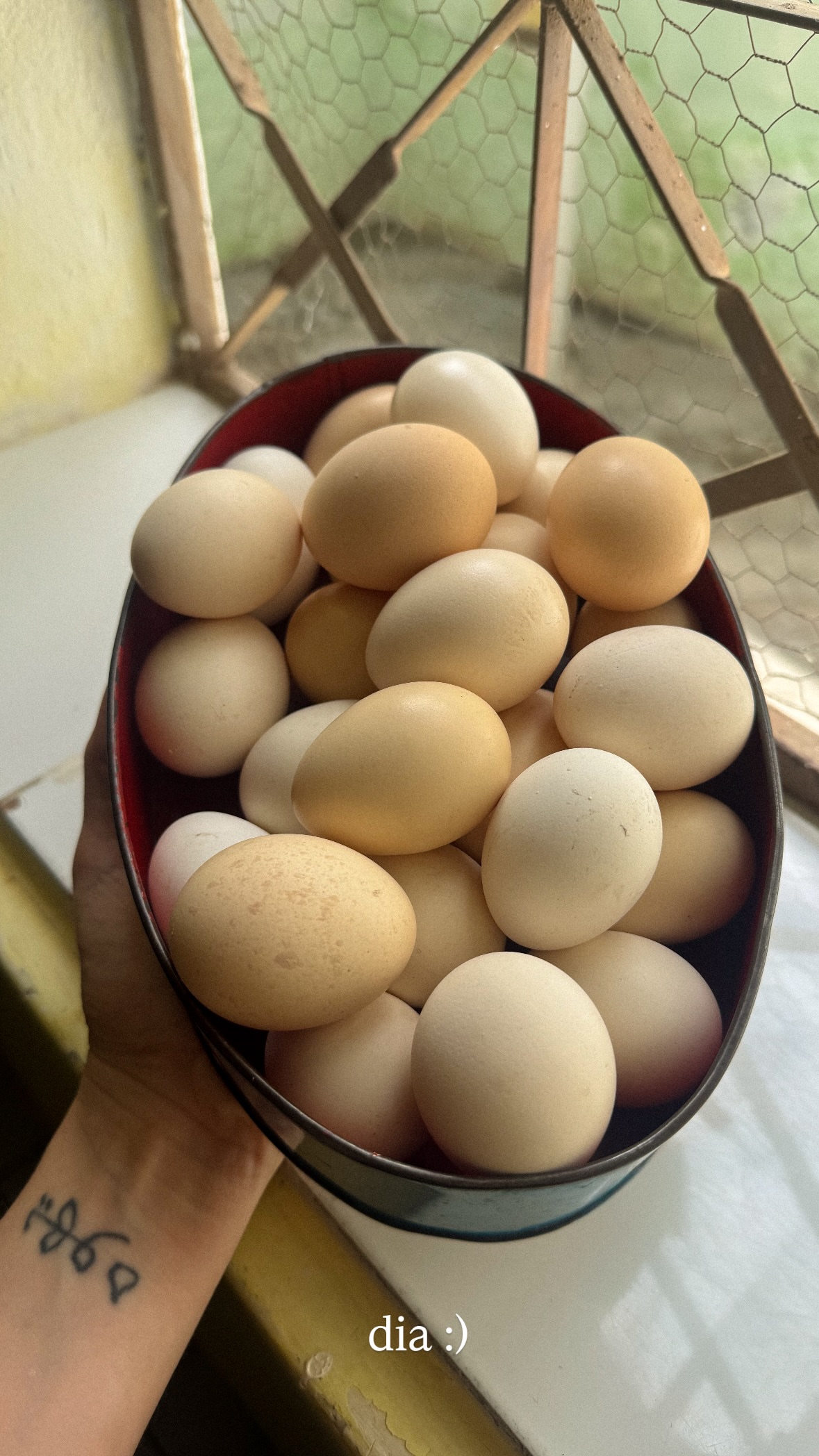 новая фото в сторис @yeuxpapillon 25.12.2025