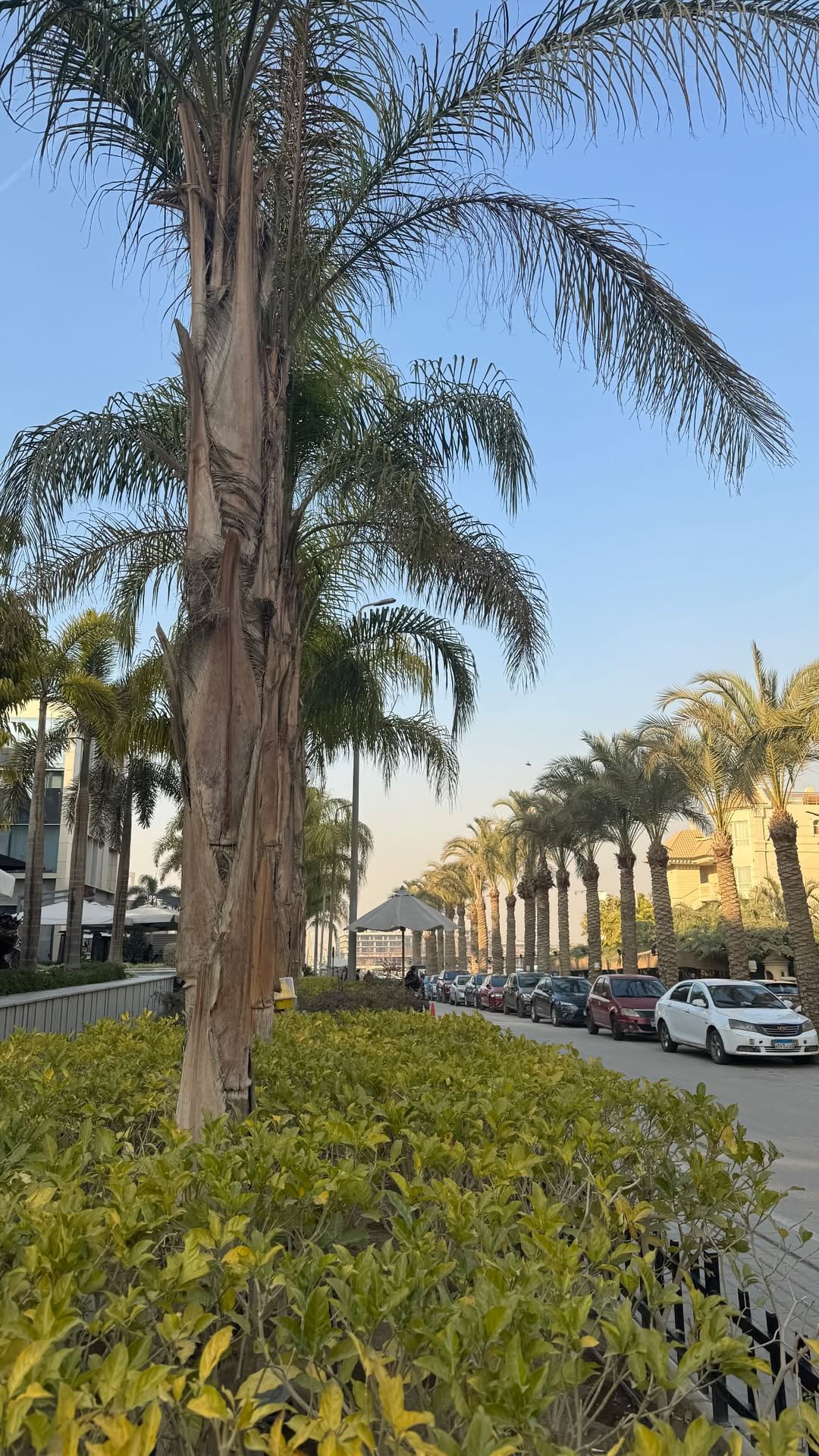 новая фото в сторис @lisoooe 06.01.2026