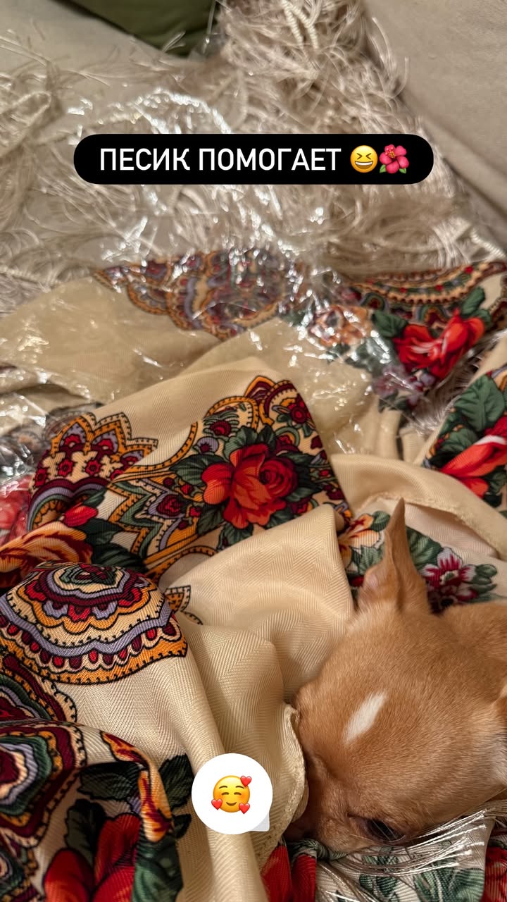 новая фото в сторис @vvasilisaviktorovna 11.01.2026