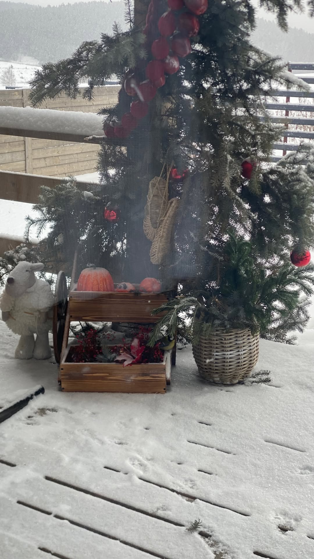 новая фото в сторис @elenpushkareva 20.01.2026