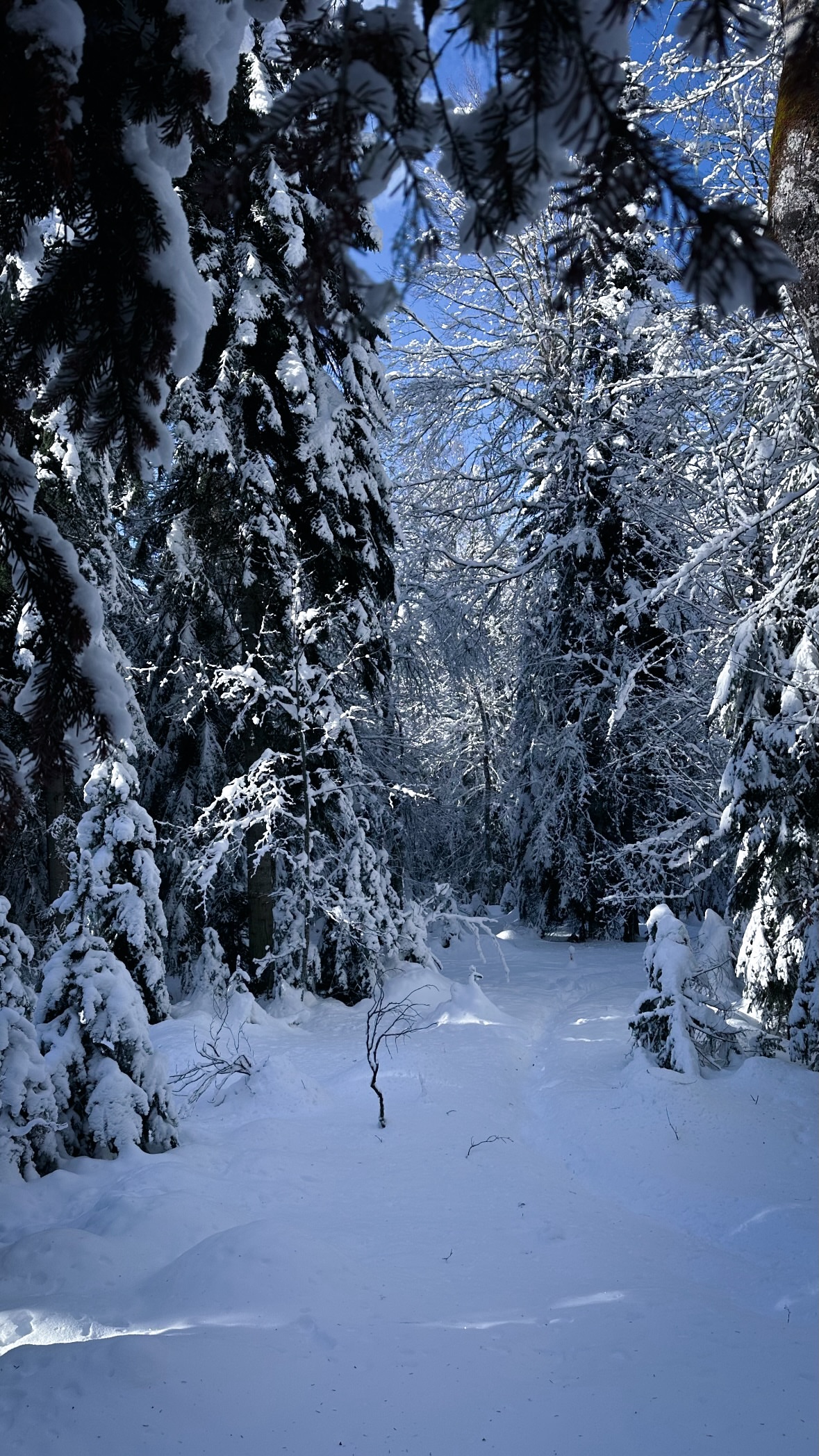 новая фото в сторис @svpogodina 22.01.2026