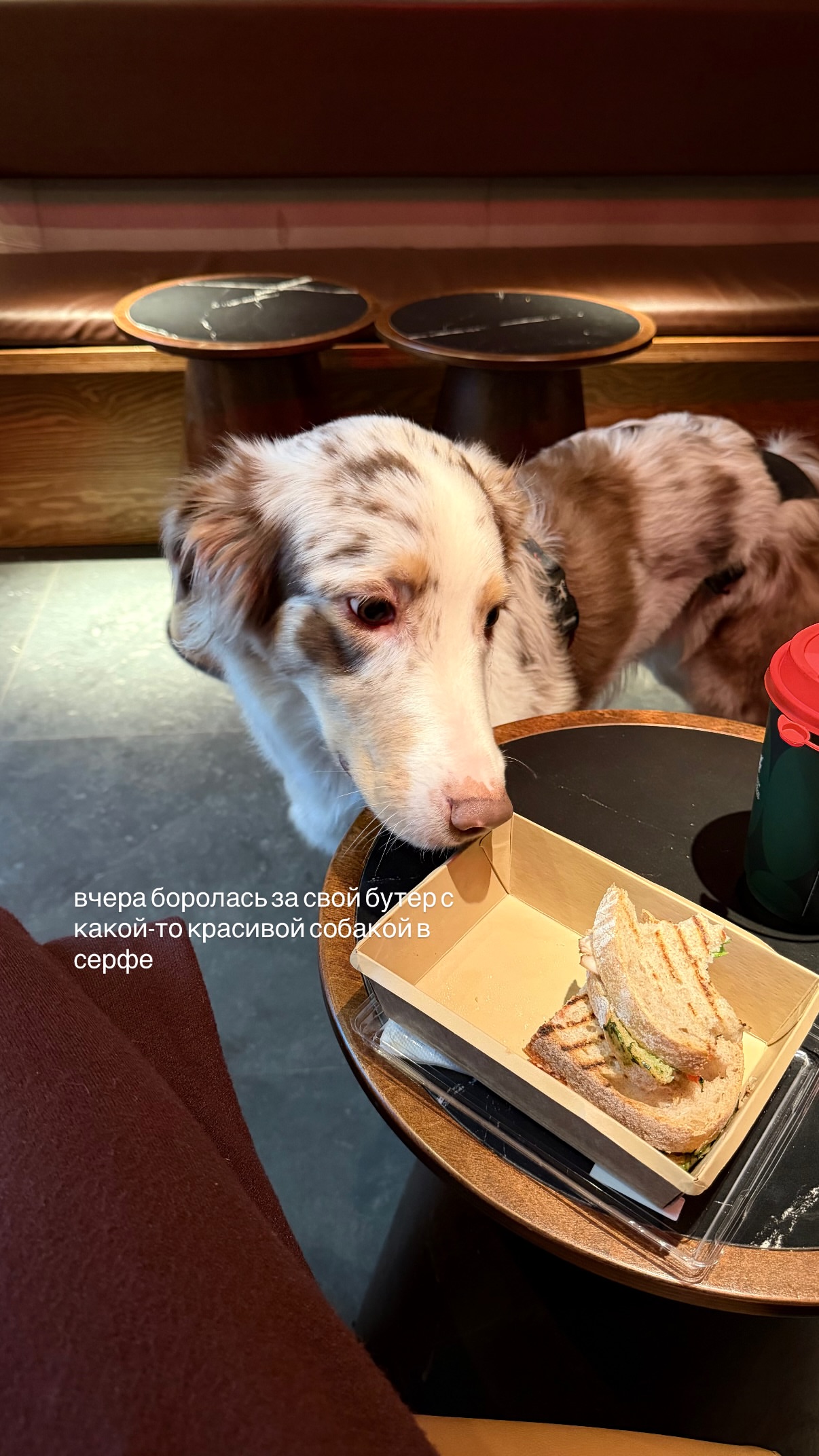 новая фото в сторис @daryatelegina 22.01.2026