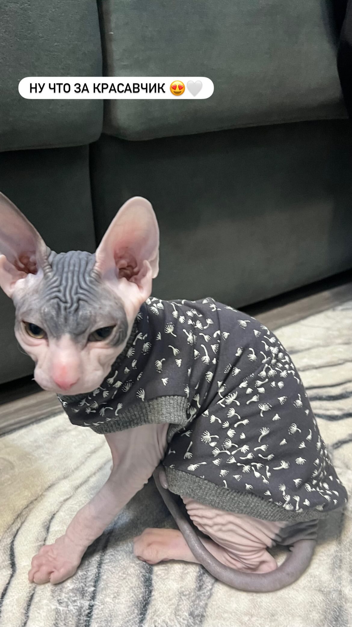 новая фото в сторис @lilimamaeva4452 29.01.2026