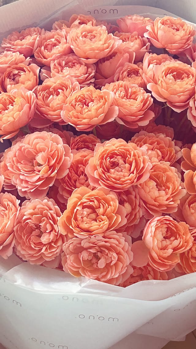 новая фото в сторис @southicealais 29.01.2026