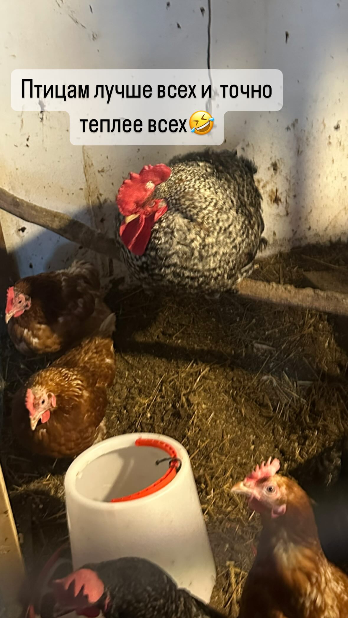 новая фото в сторис @vazuli 01.02.2026