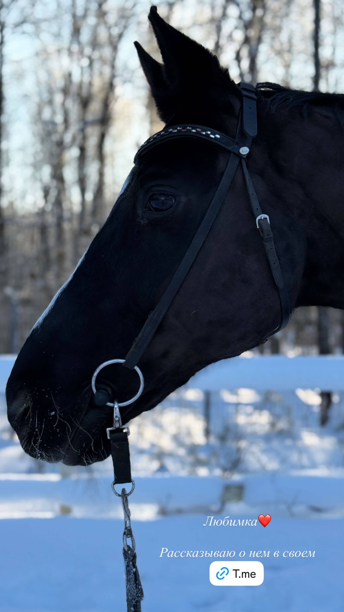 новая фото в сторис @ssiiu.v 08.02.2026