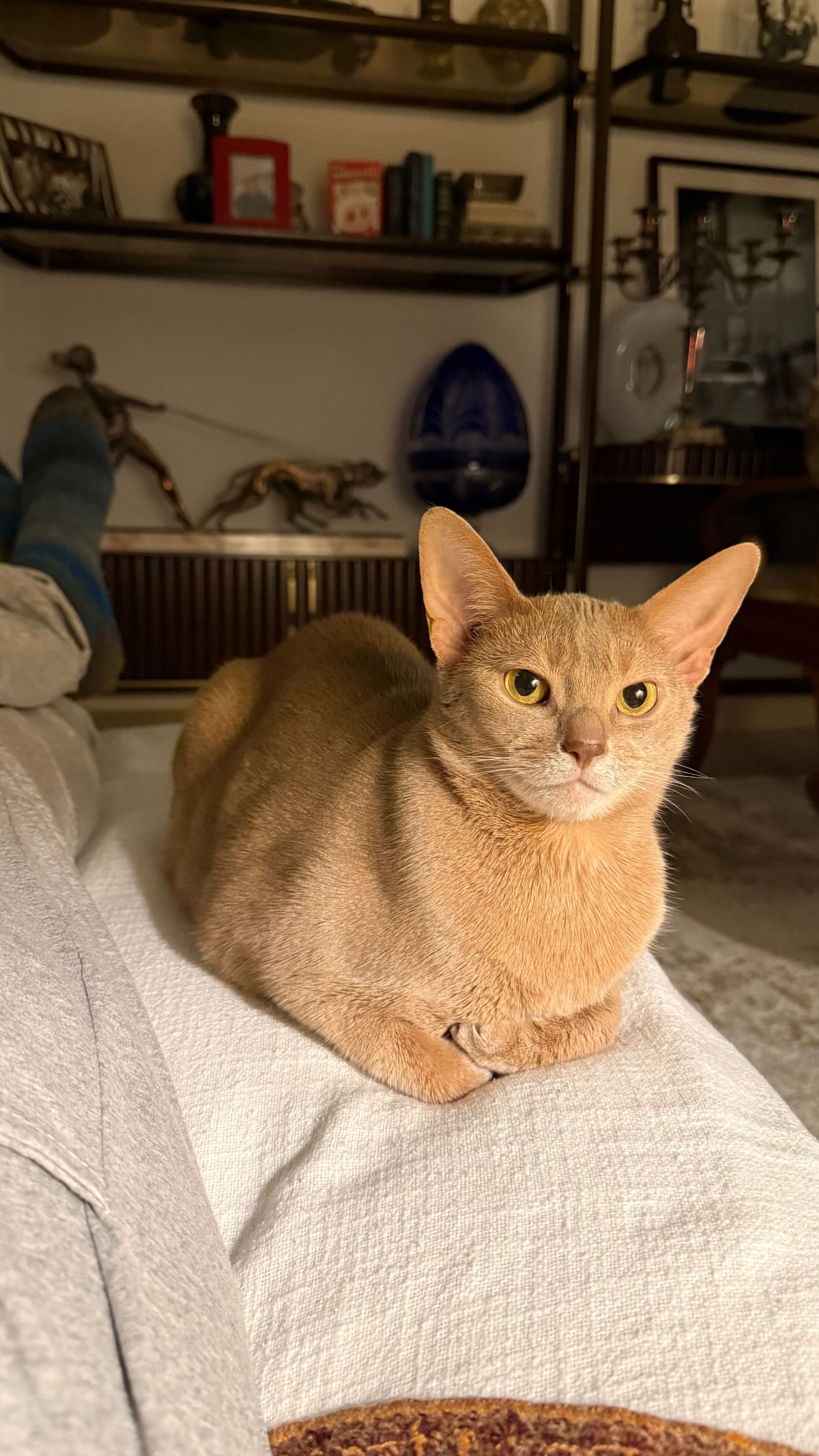 новая фото в сторис @chefalexmonaco 11.02.2026