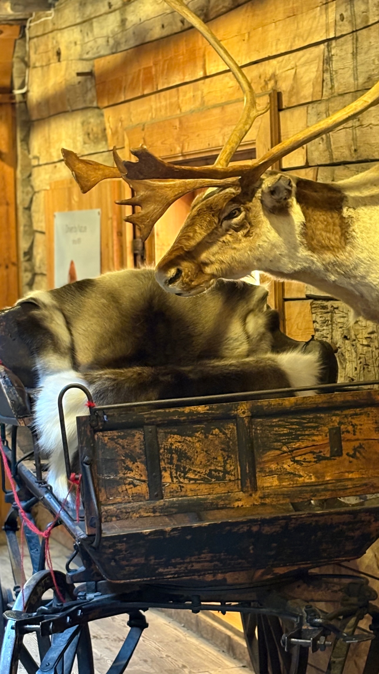 новая фото в сторис @lazycat.by 25.02.2026