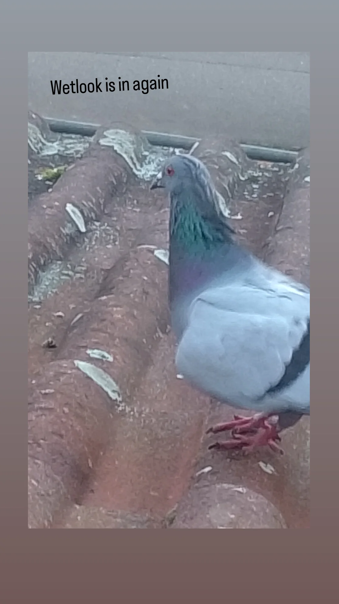 новая фото в сторис @grufttaube_artwork 27.02.2026