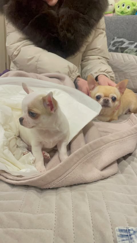 новая фото в сторис @elenkravchenko 06.03.2026