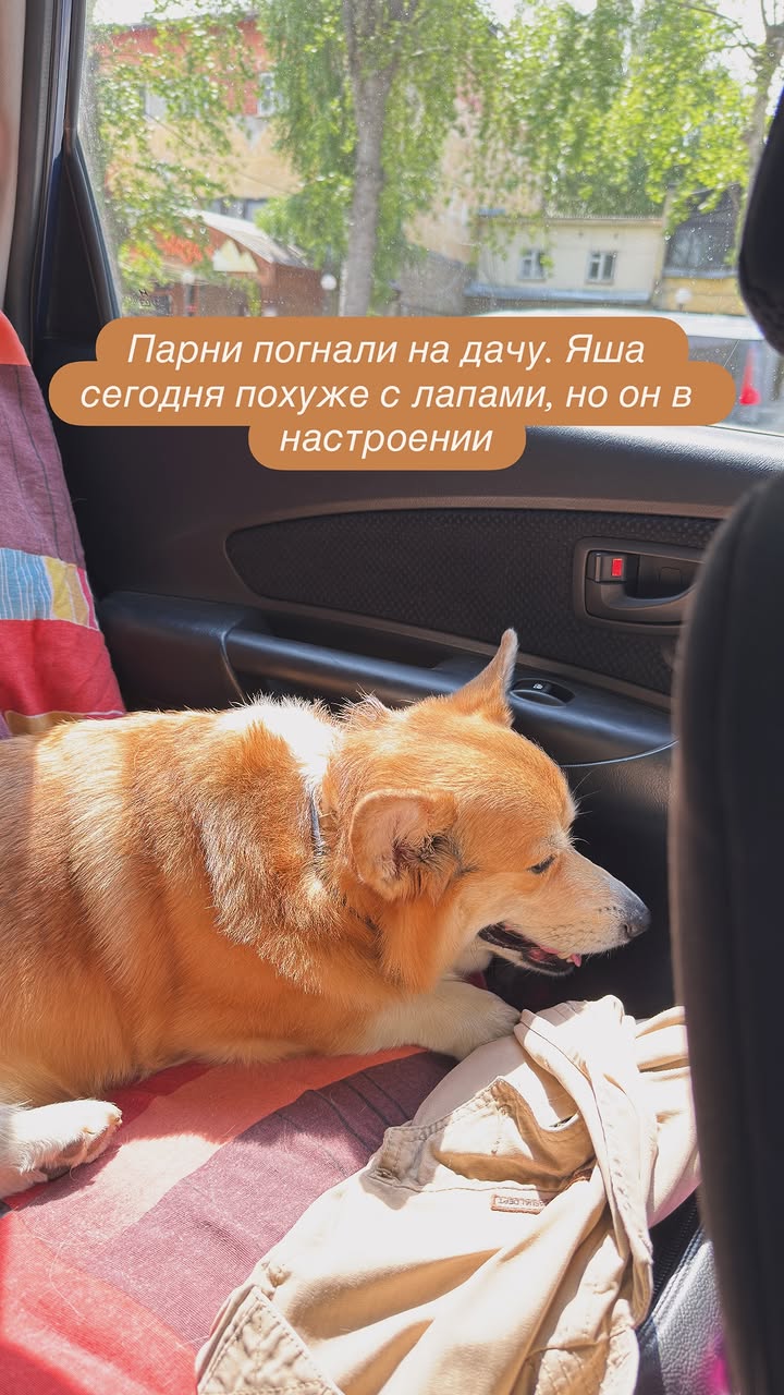 новая фото в сторис @corgi_yasha 27.05.2026
