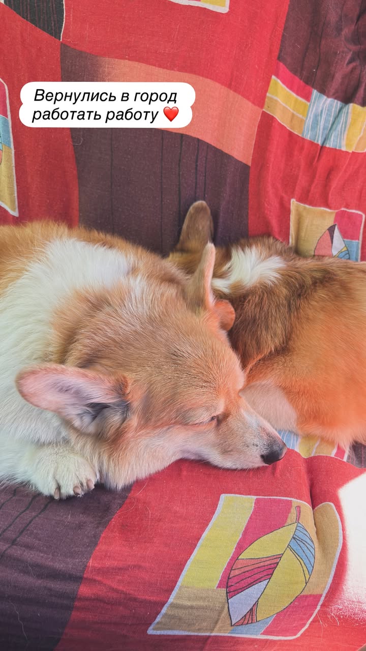 новая фото в сторис @corgi_yasha 27.05.2026