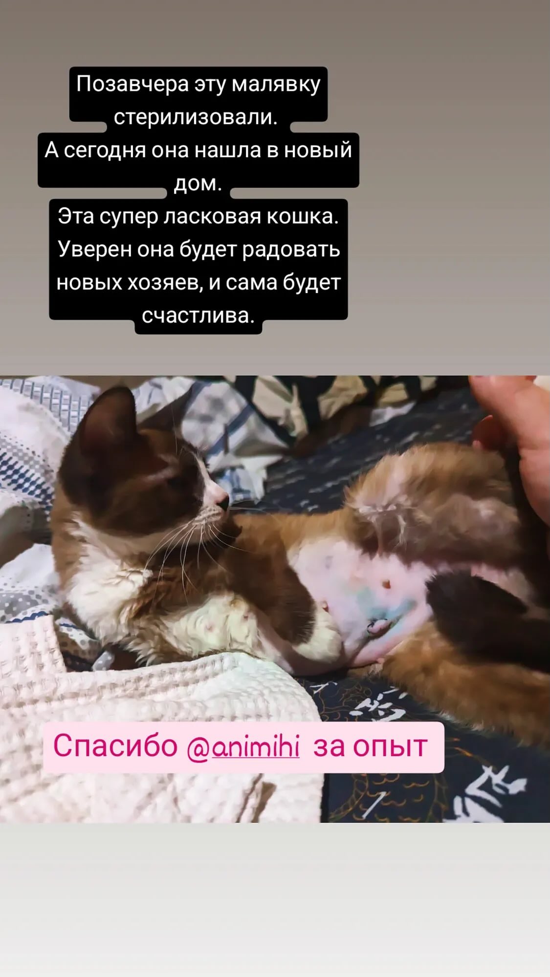 новая фото в сторис @animihi 04.06.2026