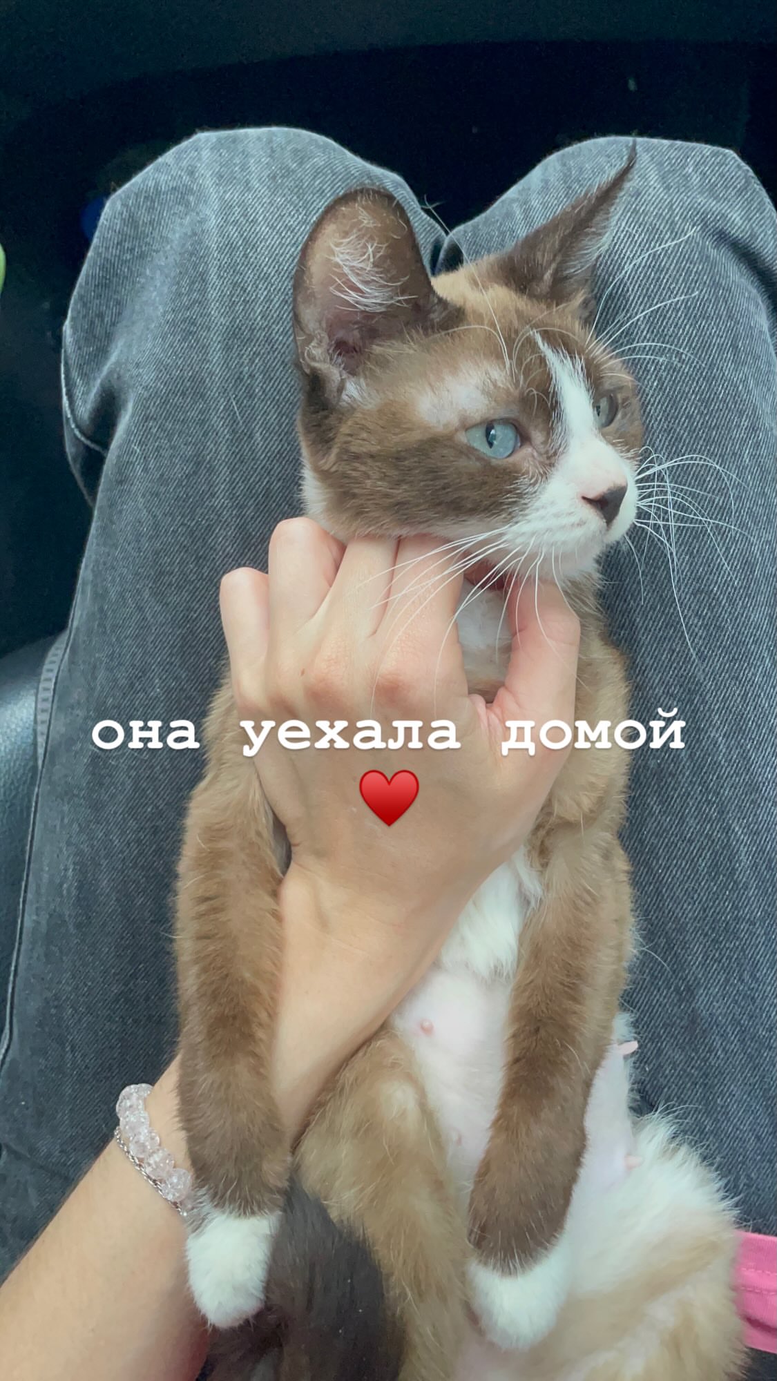 новая фото в сторис @animihi 04.06.2026