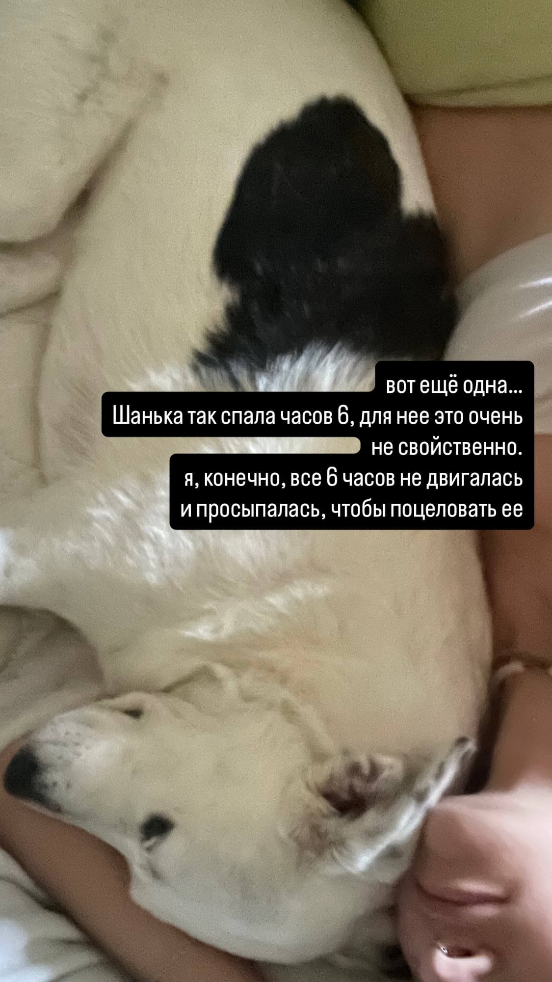 новая фото в сторис @animihi 13.08.2026