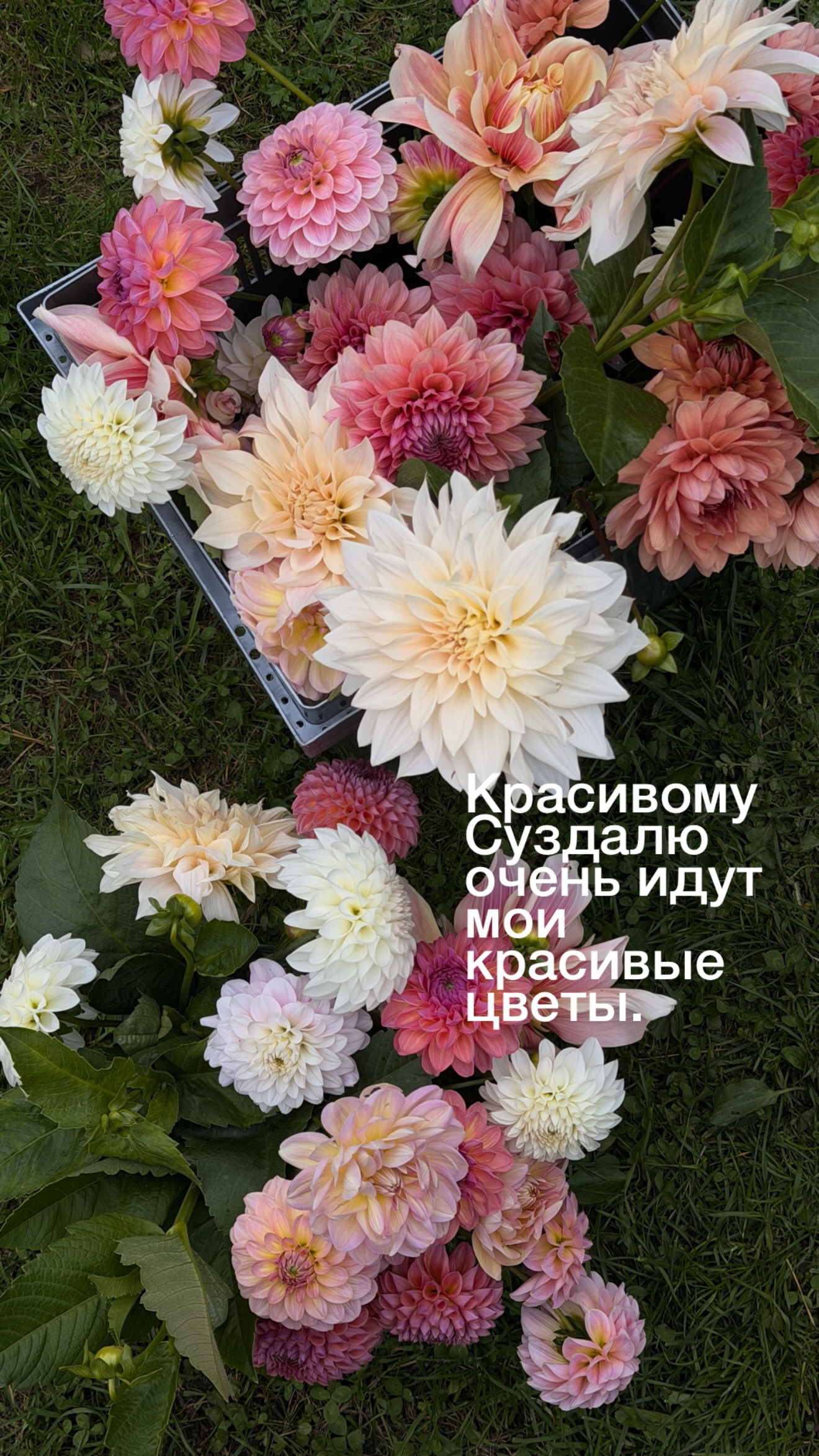 новая фото в сторис @strutinskayamariya 14.09.2026